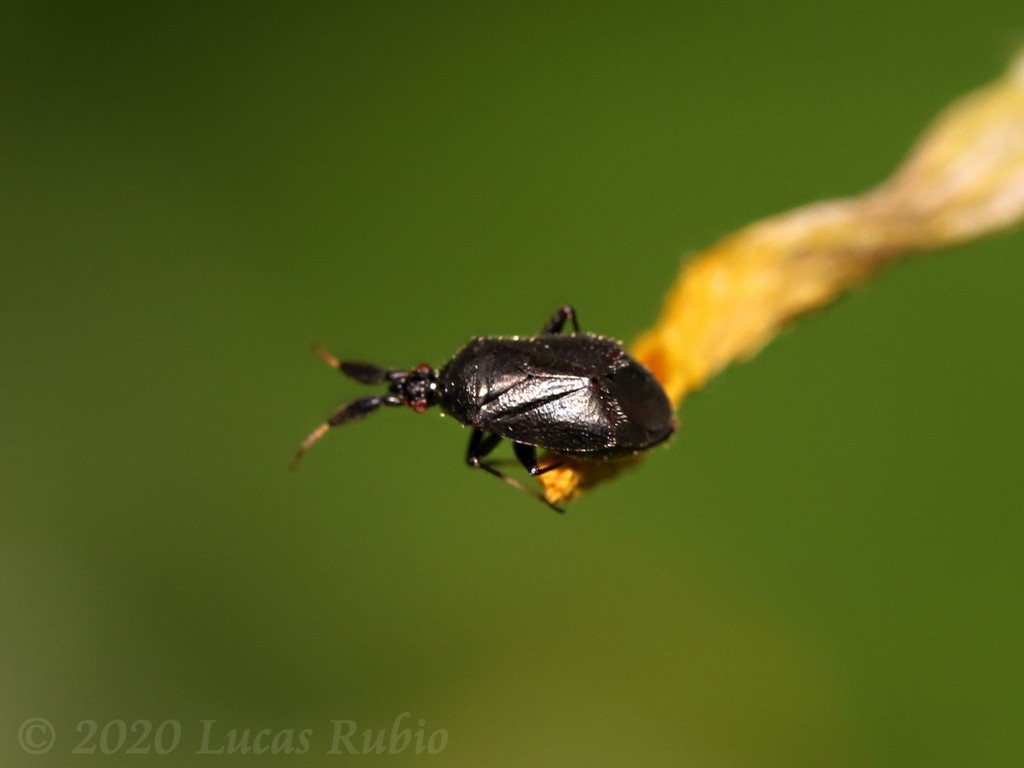 Bergmiris egregius