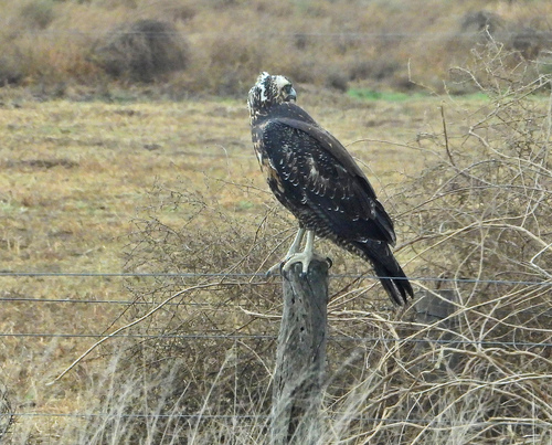 Black-chested Buzzard-Eagle
