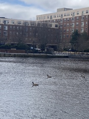 Branta canadensis