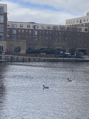 Branta canadensis