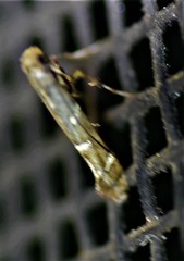 Caloptilia triadicae