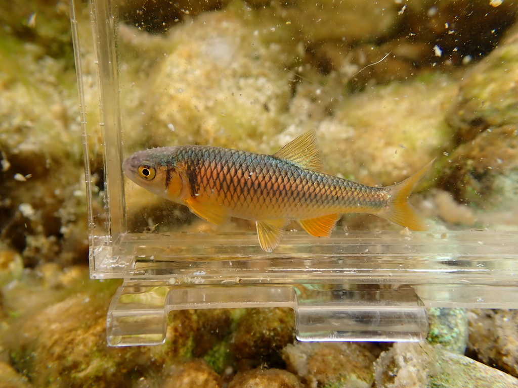 Plateau Shiner