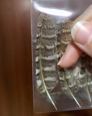 Otus scops