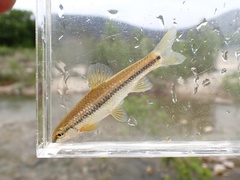 Nueces Roundnose Minnow photo 2