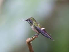 Lophornis chalybeus