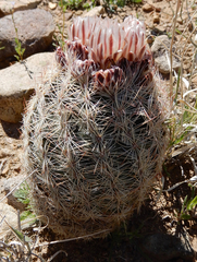 Echinomastus intertextus