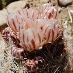 Echinomastus intertextus