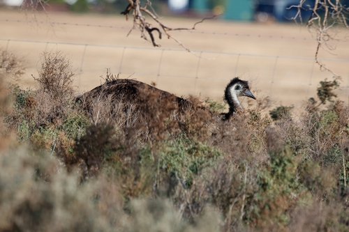 Emu