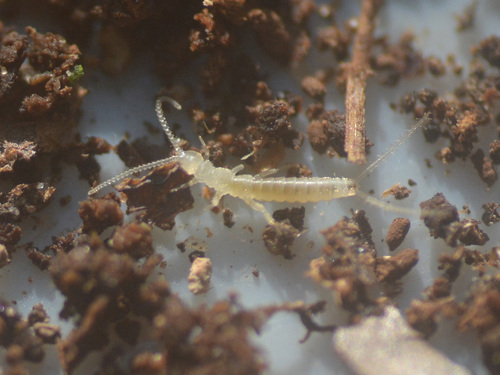 Campodea staphylinus