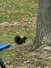 Sciurus carolinensis