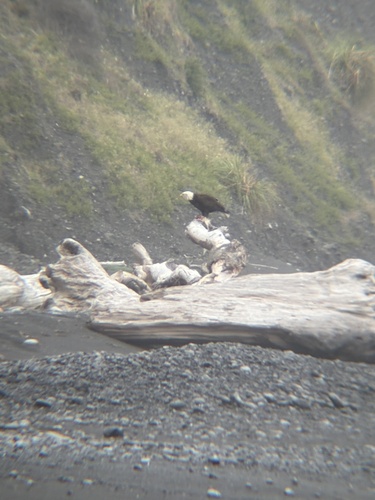 Bald Eagle