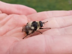 Criorhina kincaidi