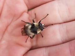 Criorhina kincaidi