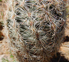 Echinomastus intertextus