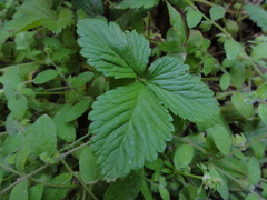 Potentilla indica