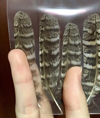 Otus scops