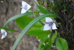 Calochortus elegans