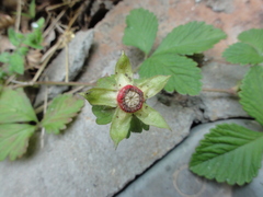 Potentilla indica