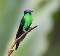 Violet-Capped Woodnymph photo 5