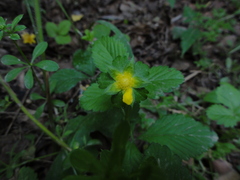 Potentilla indica