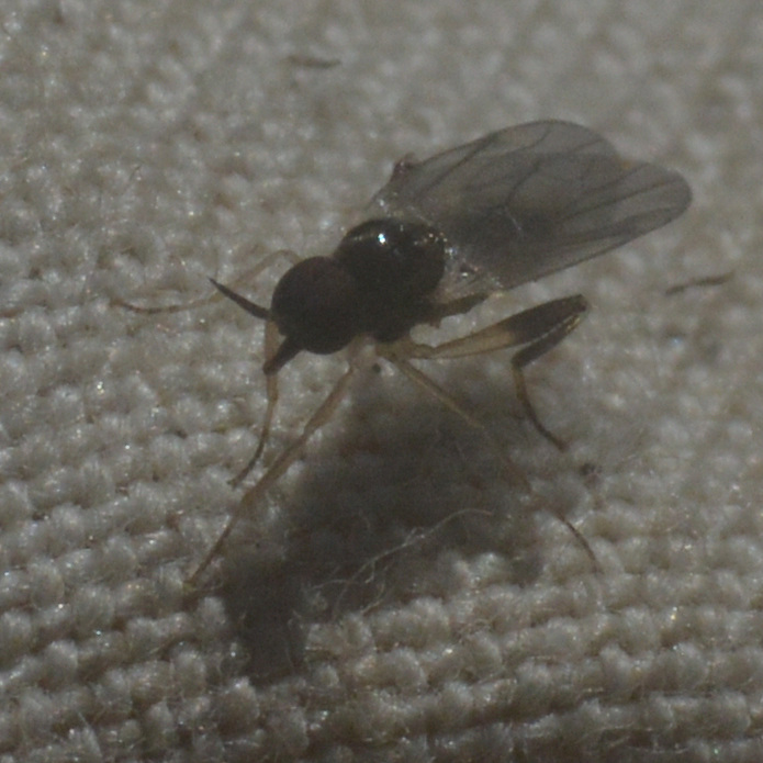 Oedalea stigmatella