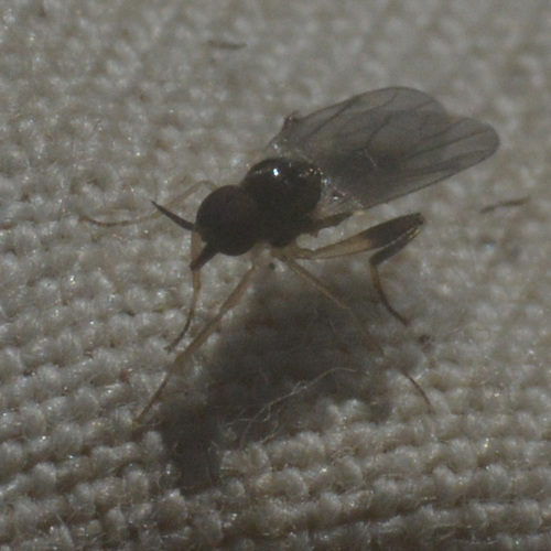 Oedalea stigmatella