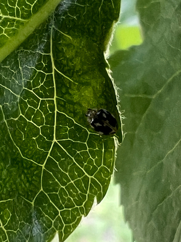 Psyllobora vigintimaculata