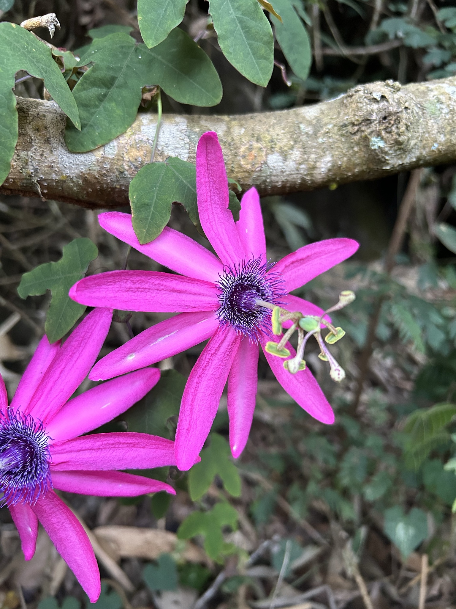 Passiflora kermesina