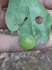 Amphibolips quercusracemaria