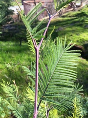 Vachellia pennatula