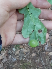 Amphibolips quercusracemaria