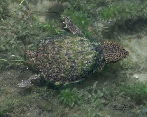 Sternotherus minor