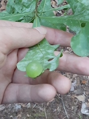 Amphibolips quercusracemaria