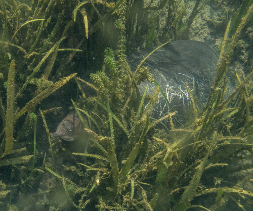 Apalone ferox