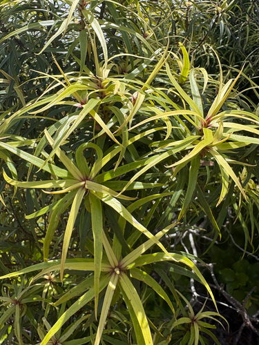 Myrsine linearifolia observed 2026-05-02