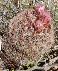 Echinomastus intertextus