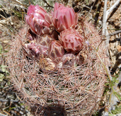 Echinomastus intertextus