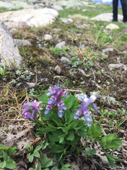 Corydalis conorhiza
