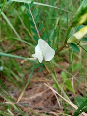 Vicia lutea lutea