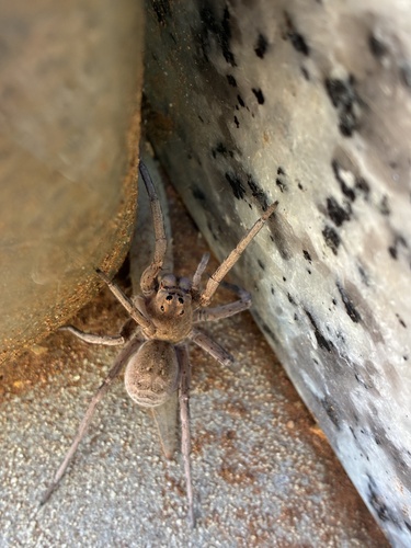 Honey Wolf Spider
