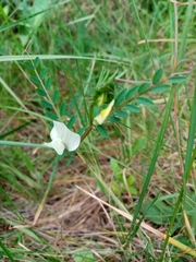 Vicia lutea lutea