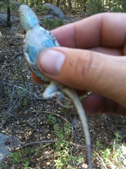 Sceloporus graciosus vandenburgianus