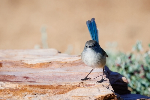 Purple-backed Fairywren