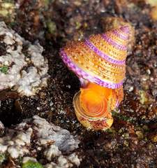Calliostoma annulatum