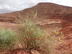 Calligonum comosum