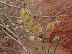 Calligonum comosum, photograph (c) Nolan Exe, some rights reserved (CC BY)