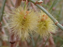 Calligonum comosum, photograph (c) Nolan Exe, some rights reserved (CC BY)