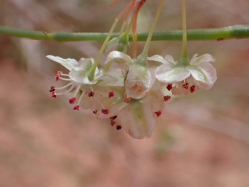 Calligonum comosum, photograph 4