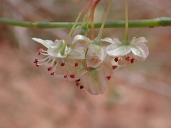 Calligonum comosum, photograph (c) Nolan Exe, some rights reserved (CC BY)