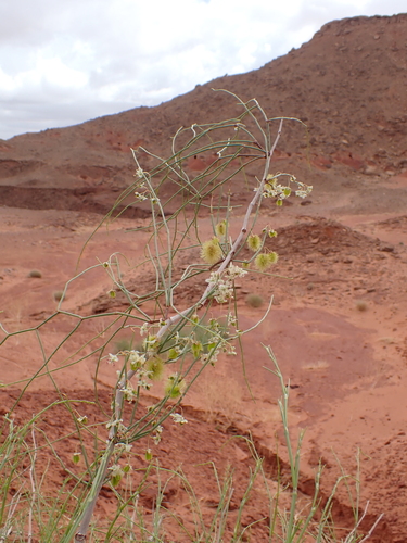 Calligonum comosum, photograph 1